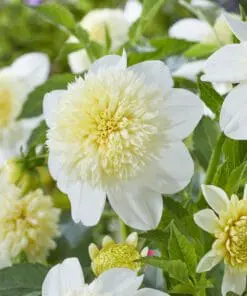 Dahlia “Anemone Mix” – Rabatpakke med 5 dahliaknolde i forskellige anemoneblomstrende varianter
