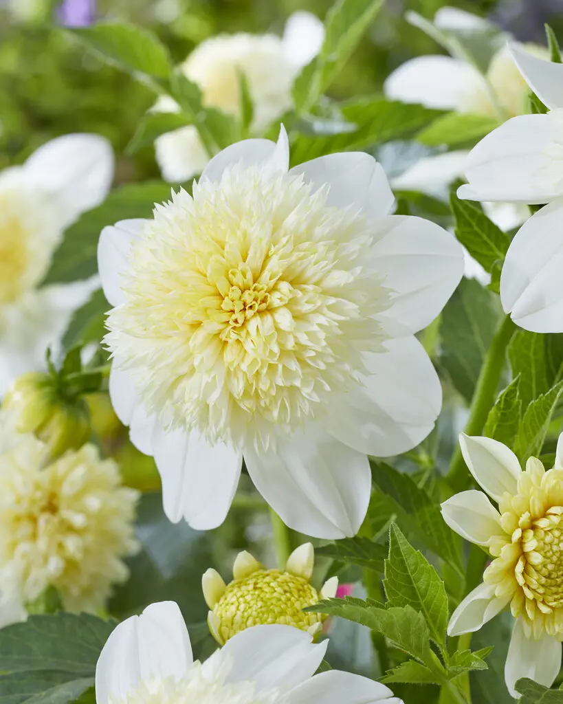 Dahlia “Anemone Mix” – Rabatpakke med 5 dahliaknolde i forskellige anemoneblomstrende varianter