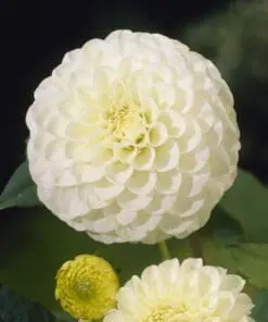 Dahlia – “White Aster” Hvid pompon dahlia.