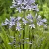 Skærmlilje / Agapanthus Silberpfeil. Rodknolde