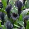 Calla “Escape” Sort/Mørke-lilla – Calla knolde str. 16/18 – FRA 15,95 KR