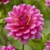 Dahlia “Dutch Silence” Decorative dahlia