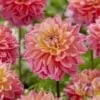 Dahlia “Great Silence” Decorative dahlia. 24,95 kr. v/3 stk 22,95 kr. v/10 stk