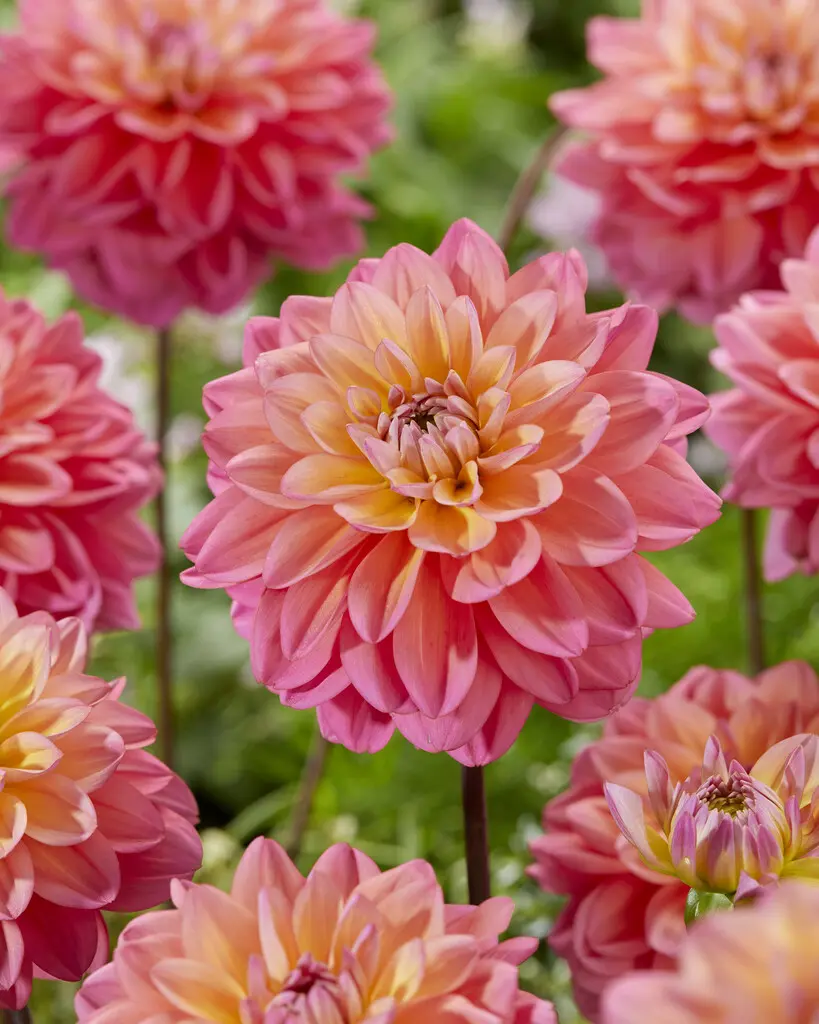 Dahlia “Great Silence” Decorative dahlia. 24,95 kr. v/3 stk 22,95 kr. v/10 stk