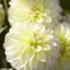 Dahlia “Innocent Silence” Decorative dahlia. 24,95 kr. v/3 stk 22,95 kr. v/10 stk