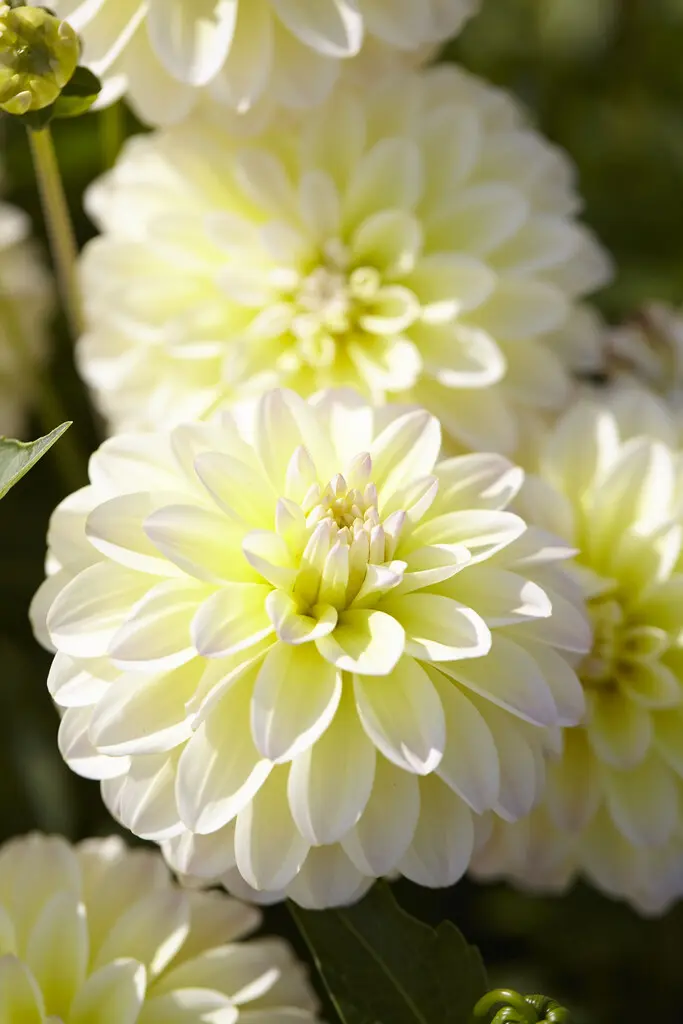 Dahlia “Innocent Silence” Decorative dahlia. 24,95 kr. v/3 stk 22,95 kr. v/10 stk