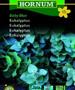 Eukalyptus “Blue baby” – Eucalyptus pulverulenta – Blomsterfrø