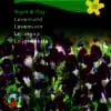 Løvemund “Night and Day” – Usædvanlig farvekombination – Blomsterfrø