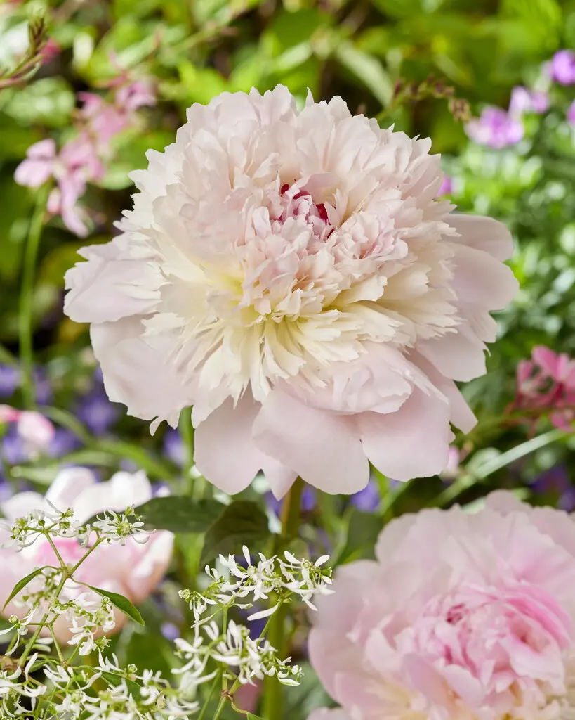 Pæon Alertie meget tidlig silkepæon i sart rosa. Velduftende og smuk. Køb på NemHjem.dk til Danmarks bedste pris.