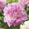 Paeonia Sorbet er en smuk duftende tofarvet silkepæon. Kæb pæoner på NemHjem.dk til Danmarks bedste priser.