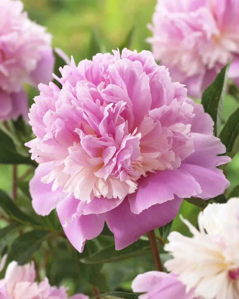 Paeonia Sorbet er en smuk duftende tofarvet silkepæon. Kæb pæoner på NemHjem.dk til Danmarks bedste priser.