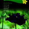 Valmuefrø “Black Paeony” – Valmue i helt speciel farve – Blomsterfrø