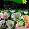 Guldvalmuefrø “Thai Silk  Pink Champ” – Valmuer i yndige, sarte smukke farver – Blomsterfrø