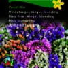 Hindebæger / Statice – Vinget Pastel Mix – Blomsterfrø