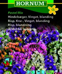 Hindebæger / Statice – Vinget Pastel Mix – Blomsterfrø