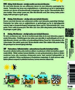 Skabiose “Paper Moon” Evighedsblomst egnet – Hvide blomster – Blomsterfrø