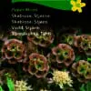 Skabiose “Paper Moon” Evighedsblomst egnet – Hvide blomster – Blomsterfrø
