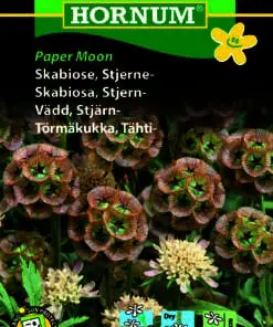 Skabiose “Paper Moon” Evighedsblomst egnet – Hvide blomster – Blomsterfrø