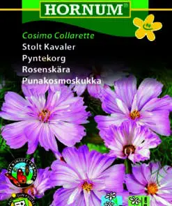 Stolt Kavaler “Cosimo Collarette” yndefulde blomster – Blomsterfrø