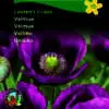 Valmuefrø “Laurens Grape” – Intens mørkviolet – let og elegant – Blomsterfrø