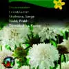 Enkeblomst – Snowmaiden – Duftende hvide blomster – Blomsterfrø.