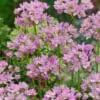 Allium “Eros” i lavendelfarvede blomster – 10 stk. 30 kr. | 100 stk 279,- kr.