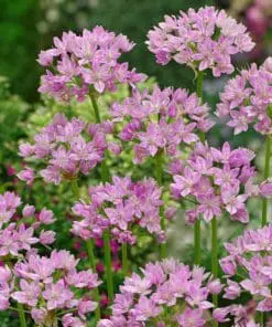 Allium “Eros” i lavendelfarvede blomster – 10 stk. 30 kr. | 100 stk 279,- kr.