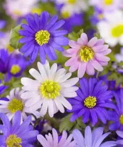 Anemoner Blanda mix – Løgstr. 5/6 til – KUN 1,25 KR/STK
