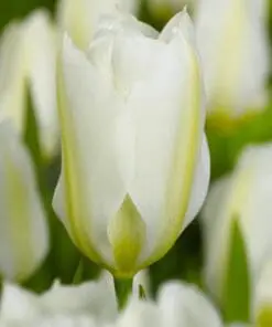 Tilbudspakke blomsterløg – “Vild med hvid” – skønne hvide blomster i mange varianter.