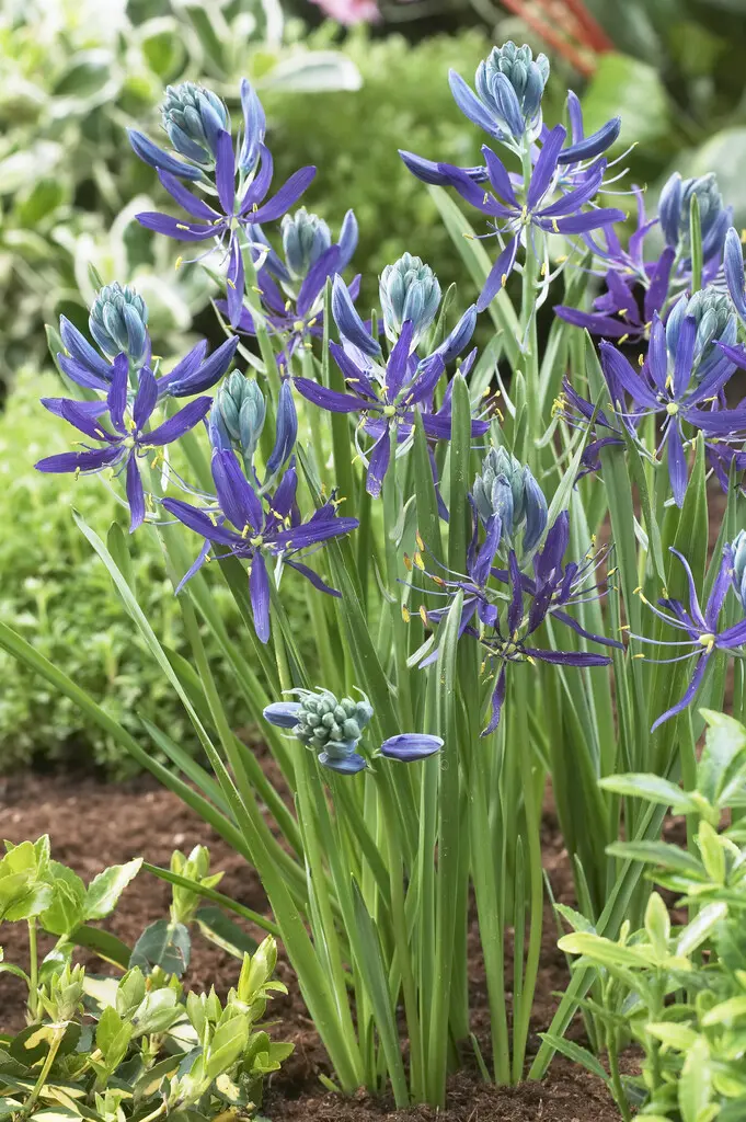 Tilbudspakke blomsterløg – “Vild med blå” – skønne blå blomster. 100 stk blomsterløg.
