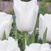 Tulipanløg “Clearwater” – Hvid Triumph tulipan | Løgstørrelse 12+ | FRA 5,40 KR.