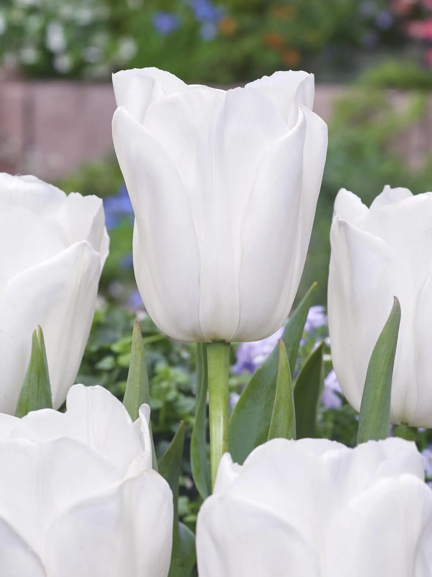 Tulipanløg “Clearwater” – Hvid Triumph tulipan | Løgstørrelse 12+ | FRA 5,40 KR.