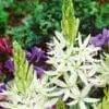 Prærielilje / Camassia løg “Leichtlini Alba” Hvid – 7,95 kr. v/10 stk. | 6,95 kr. v/25 stk.
