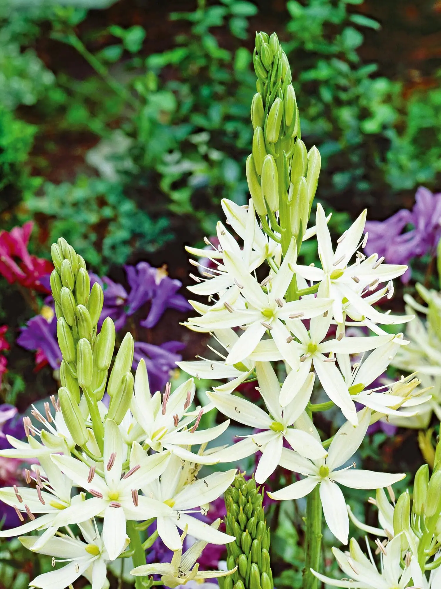 Prærielilje / Camassia løg “Leichtlini Alba” Hvid – 7,95 kr. v/10 stk. | 6,95 kr. v/25 stk.