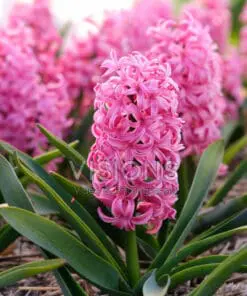 Stor blomsterpakke “Flerårig blomsterglæde” – 264 stk. blomsterløg og -knolde i tilbudspakke.