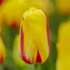Tulipan “La Courtine” Tulipanløg – 10 stk. 35,- kr.