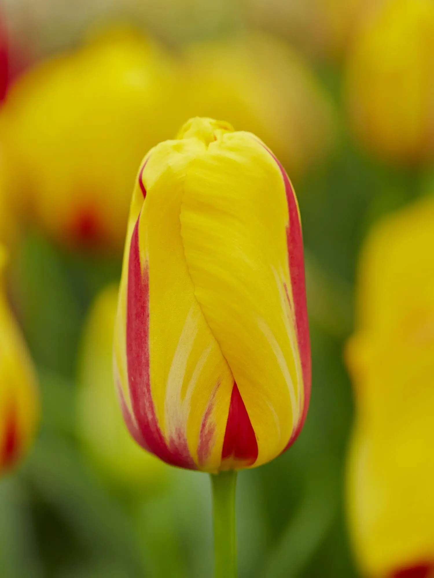 Tulipan “La Courtine” Tulipanløg – 10 stk. 35,- kr.