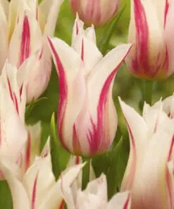 Liljeblomstrende tulipan “Marylin” – Tulipanløg 10 stk. 35,- kr. 100 stk. 319 kr.