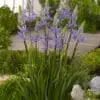 Prærielilje / Camassia løg “Caerulea leichtlinii” Blå – 7,95 kr. v/10 stk. | 6,95 ved 25 stk.