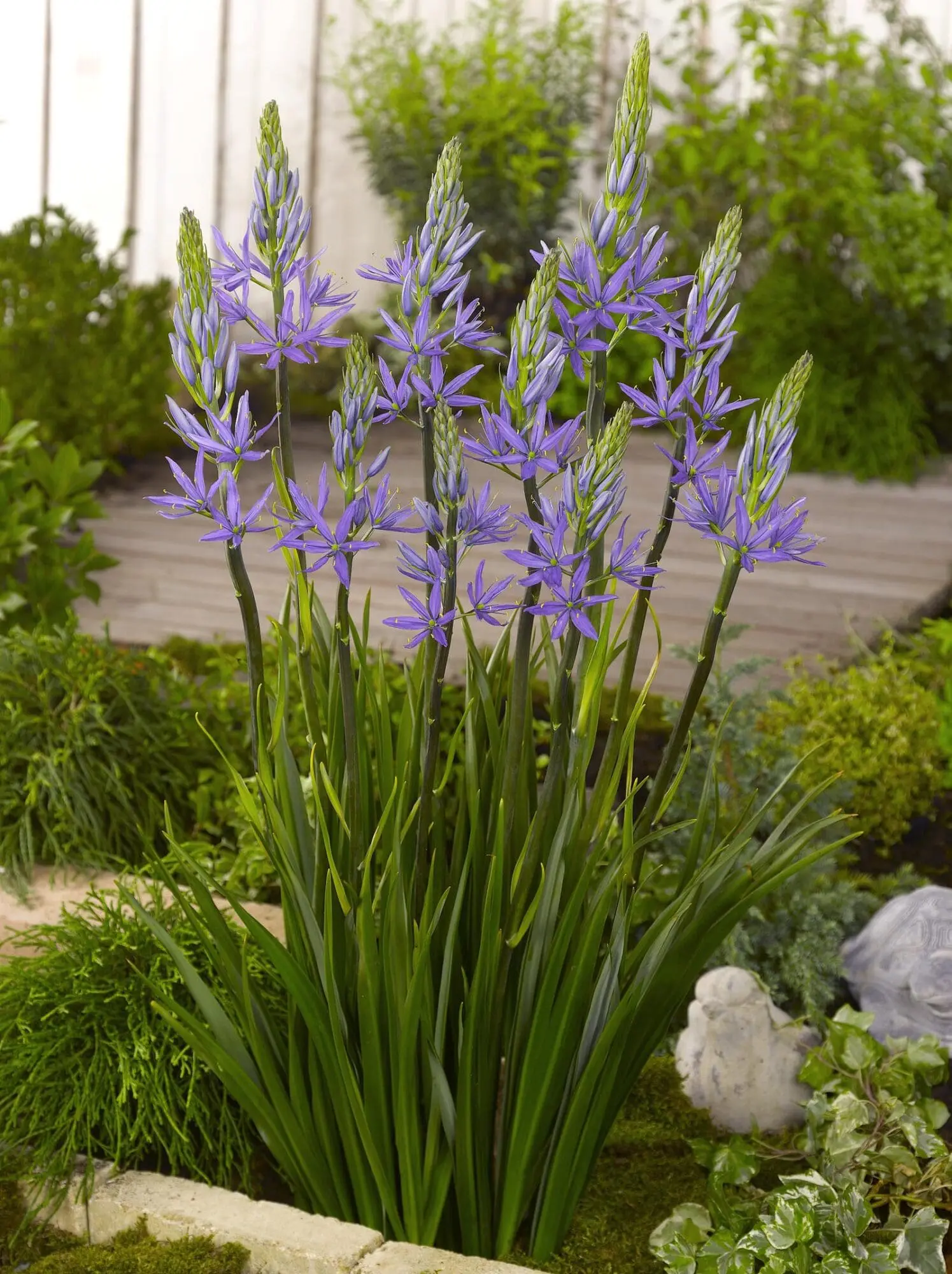Prærielilje / Camassia løg “Caerulea leichtlinii” Blå – 7,95 kr. v/10 stk. | 6,95 ved 25 stk.