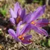Safrankrokus – “Crocus Sativus” løg (Store) – Dyrk din egen safran med disse safrankrokusløg.