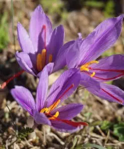 Safrankrokus – “Crocus Sativus” løg (Store) – Dyrk din egen safran med disse safrankrokusløg.