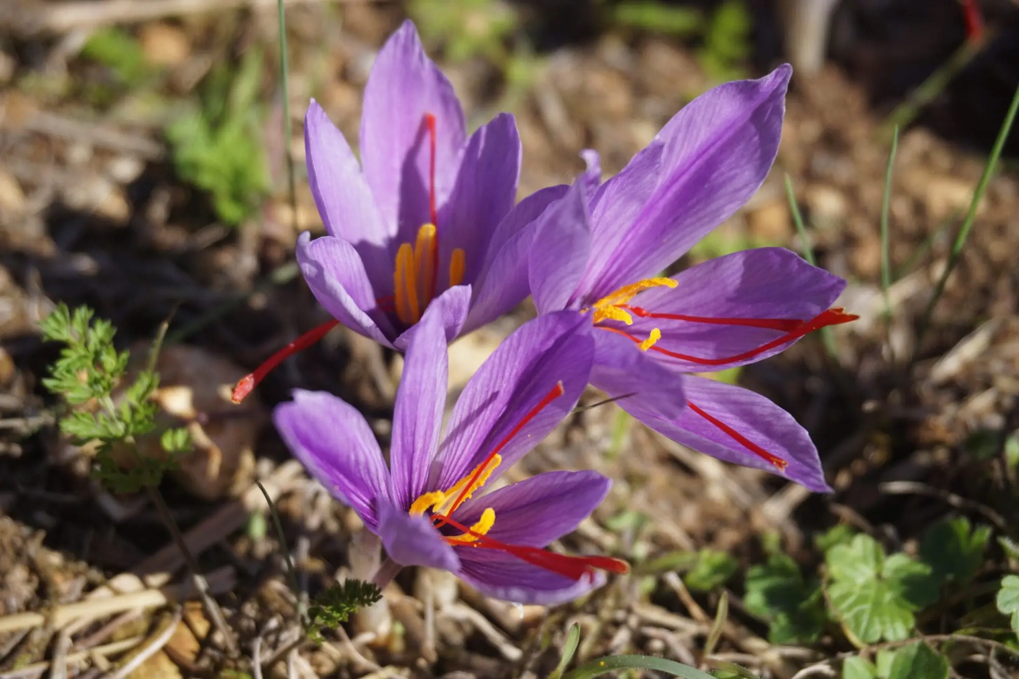 Safrankrokus – “Crocus Sativus” løg (Store) – Dyrk din egen safran med disse safrankrokusløg.