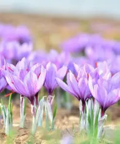 Safrankrokus – “Crocus Sativus” løg (Store) – Dyrk din egen safran med disse safrankrokusløg.