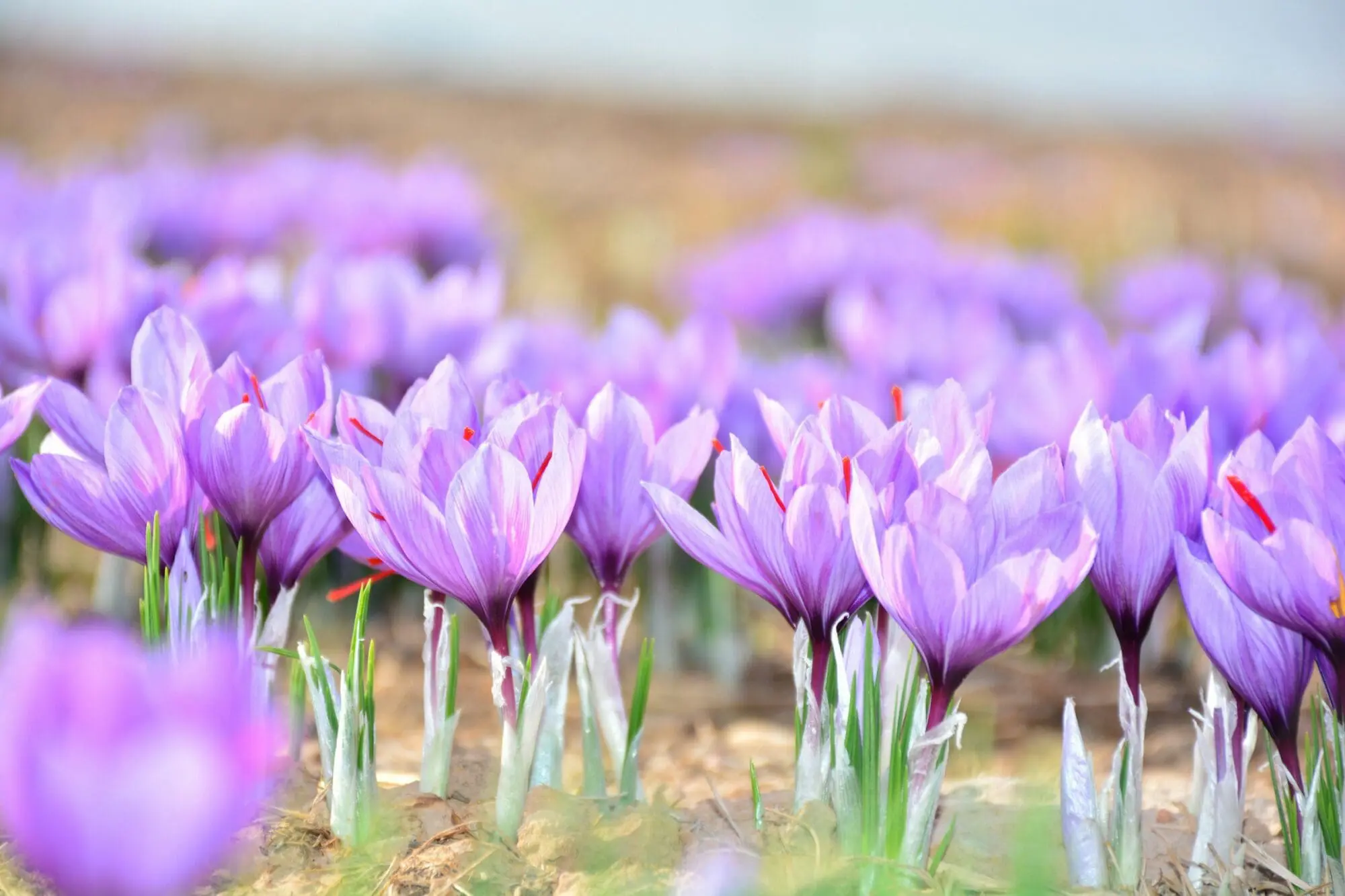 Safrankrokus – “Crocus Sativus” løg (Store) – Dyrk din egen safran med disse safrankrokusløg.