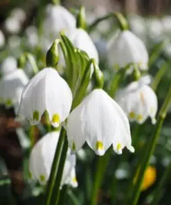 Sommer Hvidblomme “Leucojum aestivum” – Blomsterløg 10 stk 24,- kr. | 100 stk. 219,- kr.