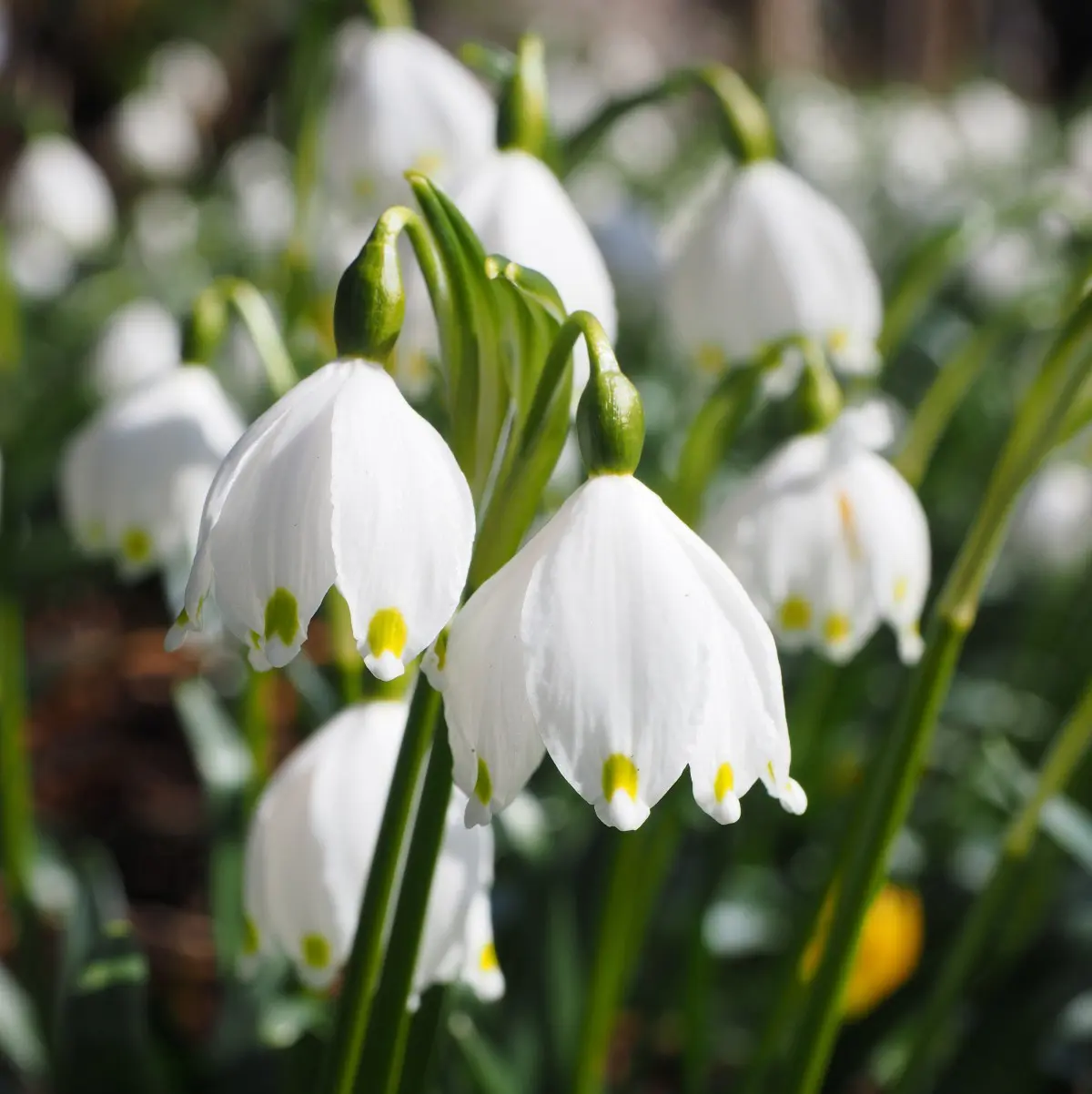 Sommer Hvidblomme “Leucojum aestivum” – Blomsterløg 10 stk 24,- kr. | 100 stk. 219,- kr.