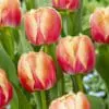 Tulipan “Tasmanie / Tasmania” – 10 stk. 40,- kr. 100 stk. 359 kr.