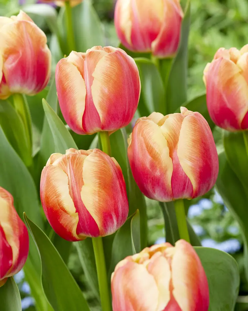 Tulipan “Tasmanie / Tasmania” – 10 stk. 40,- kr. 100 stk. 359 kr.