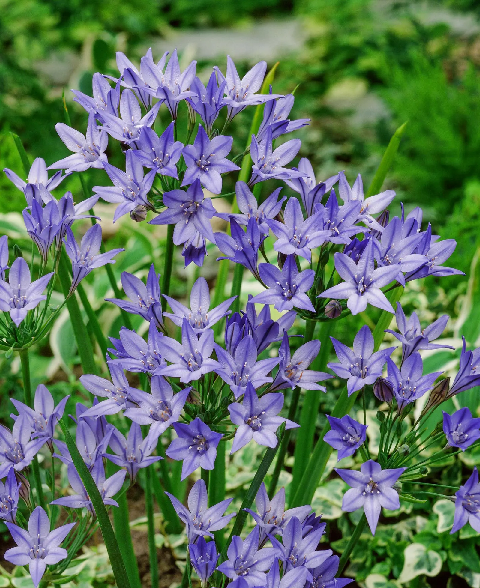 Tilbudspakke blomsterløg – “Vild med blå” – skønne blå blomster. 100 stk blomsterløg.
